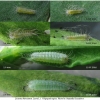 lyc thersamon larva1 volg
